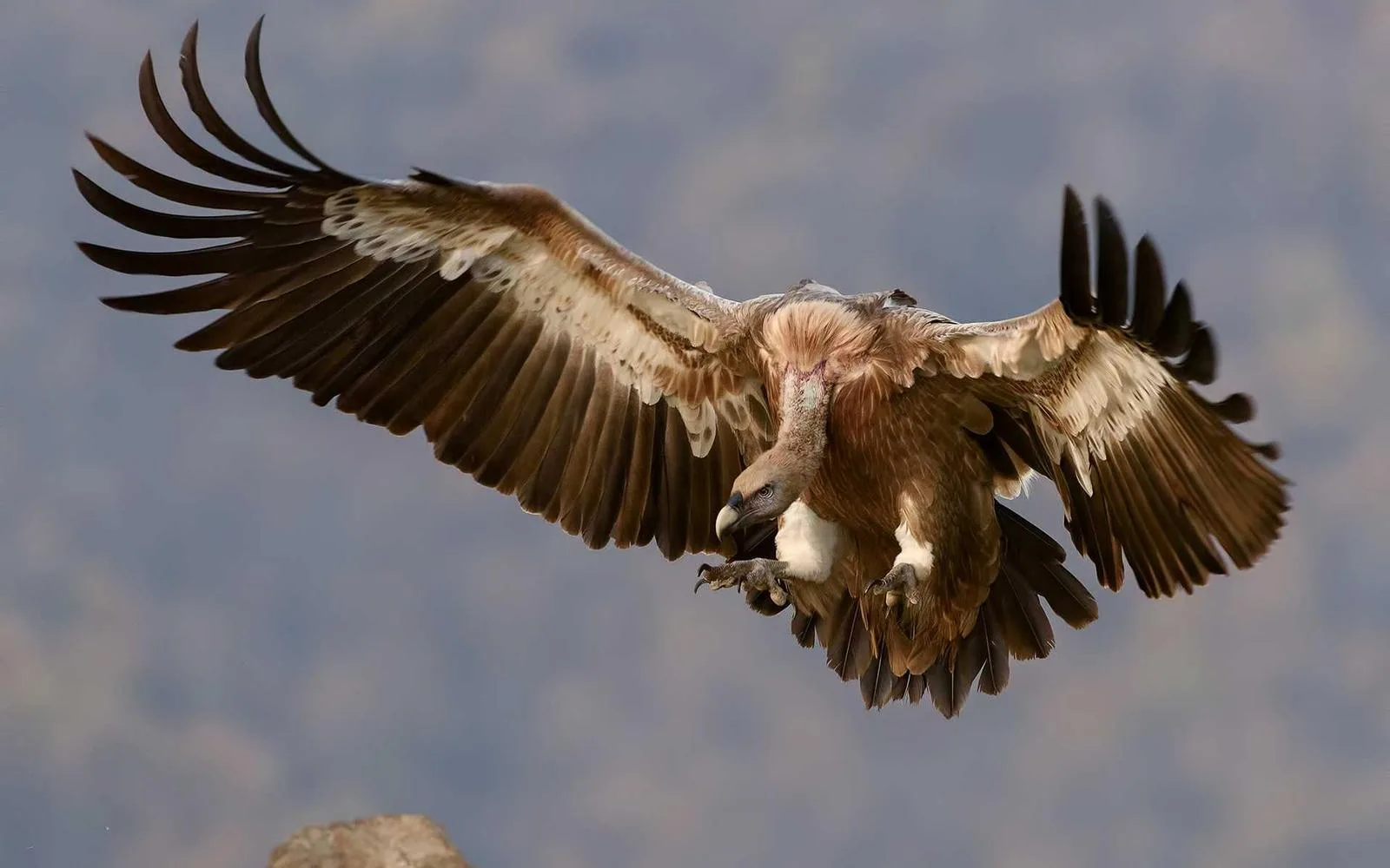 A griffon vulture gliding in for landing with wings fully spread