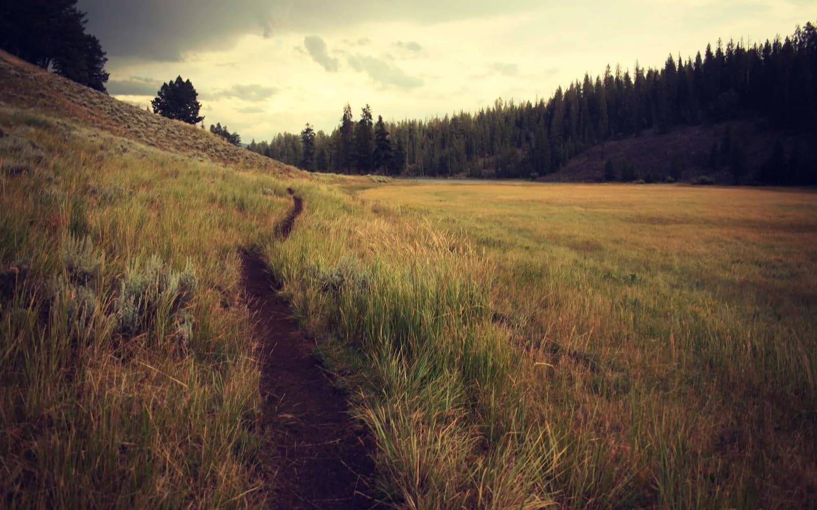 A dirt trail winding through a grassy meadow at dusk